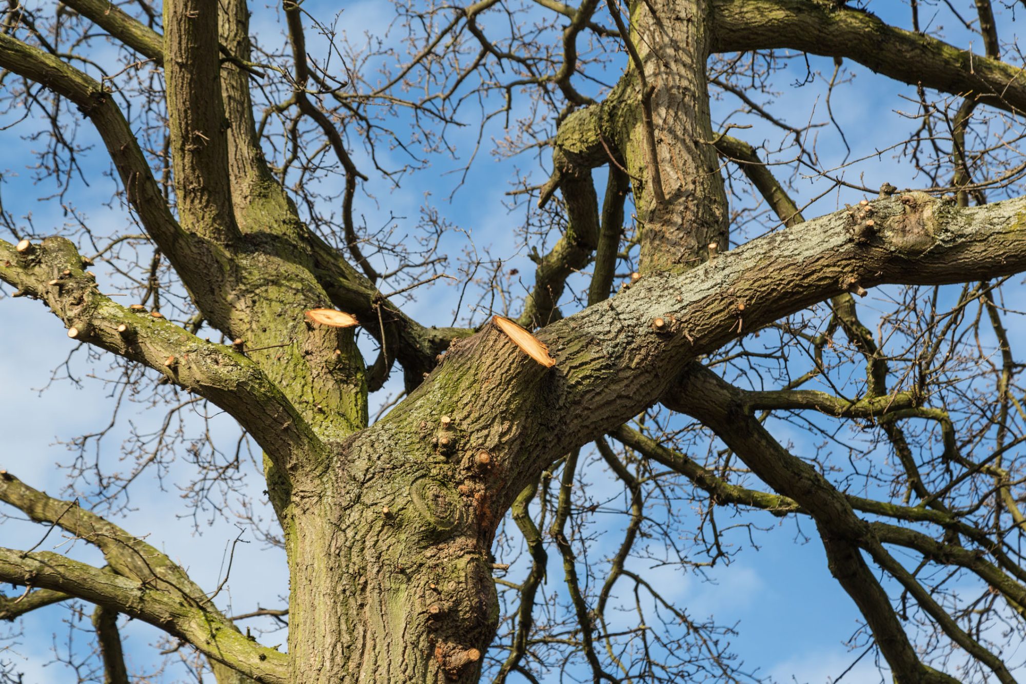 dreamstime_m_86816946 Tree surgery on a large oak. Large overhanging branches have been cut by a tree surgeon, arborist, living the stumps where the branches were and rings can be seen in the wood.